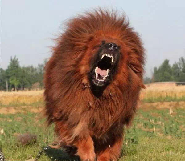 2只藏獒干掉一头狮子!全球恶犬排行榜